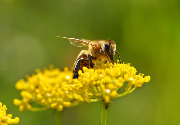 bee