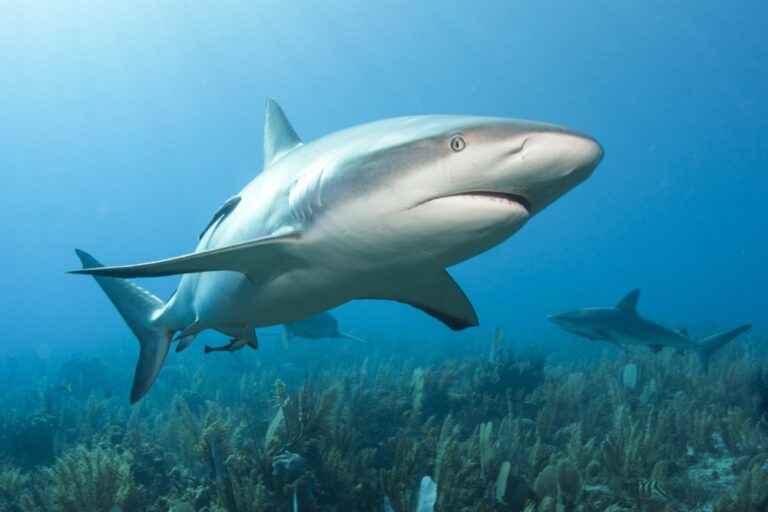 Nokia finds new teeth with plug and play ReefShark, closes the gap on Ericsson