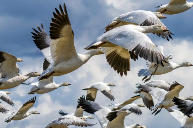 Progressing NFV is critical to the success of cloud-native migration