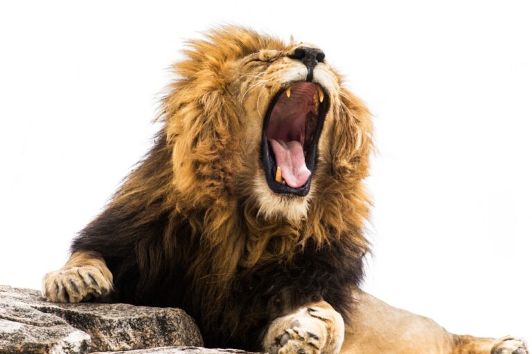 Reuters: Europe’s operators to gain lion’s share of 6GHz for mobile
